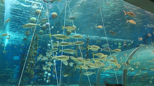 Aquarium Asamushi