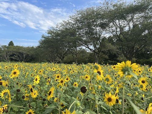  Narita Yume Bokujō location image photo
