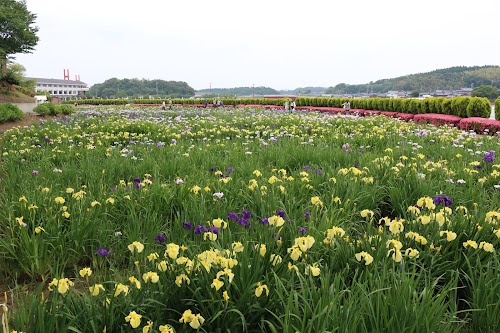 Awara Lake Kitagata Iris Garden