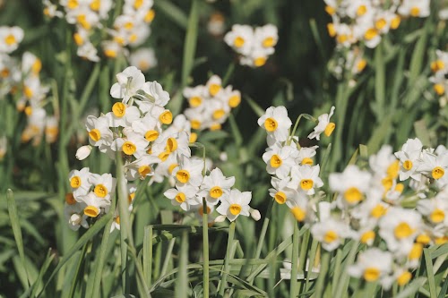 Echizen Cape Narcissus Land