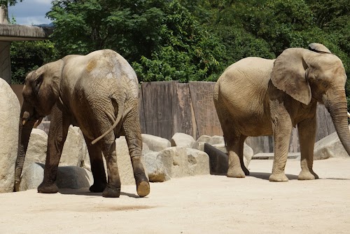  Asa Zoo location image photo