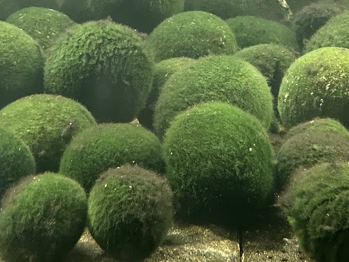 Lake Akan Komainu (Marimo) Sushi
