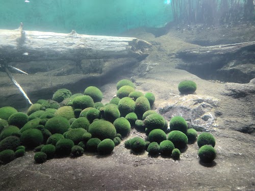Marimo Exhibition Hall (dedicated to the moss balls of Lake Akan)