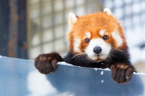 Sapporo City Maruyama Zoo