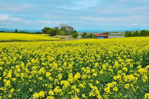 Takikawa Canola Flower Festival