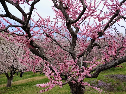 Hiraoka Park