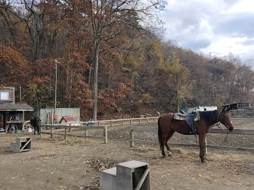 Wild Mustangs