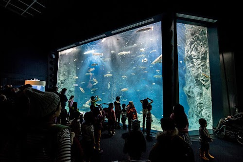 Chitose Salmon Aquarium
