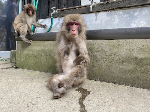 Awaji Monkey Center