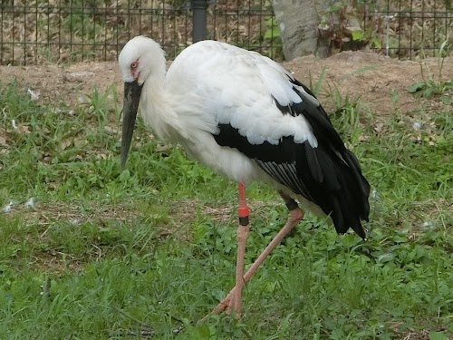 Toyooka Municipal Museum of the Oriental White Stork