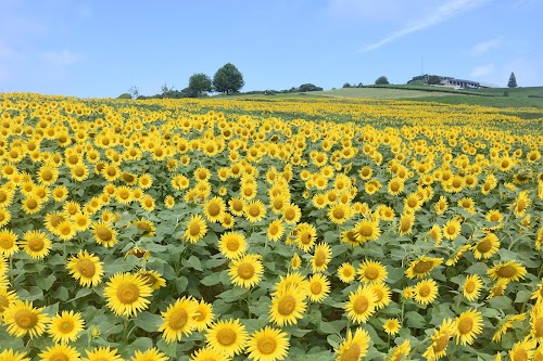  Hyogo Prefecture Awaji Hanasajiki location image photo