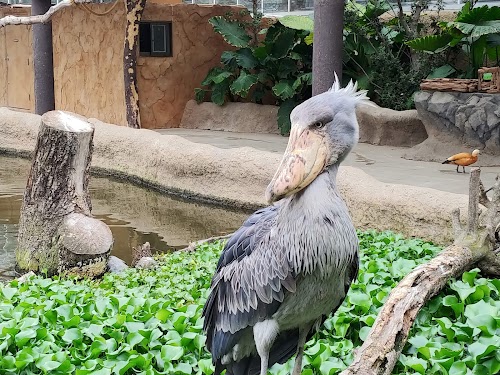 Kobe Animal Kingdom