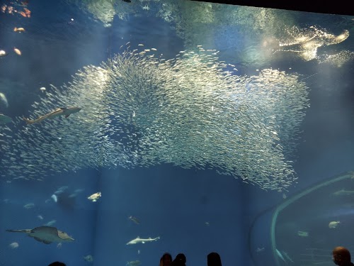 Aqua World Ibaraki Oarai Aquarium