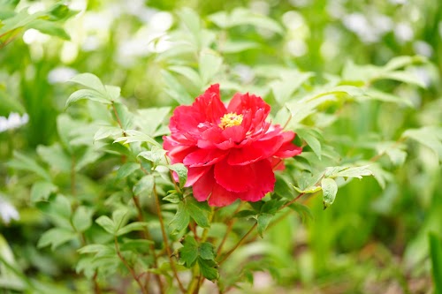 Peony Garden Tokyo in Tsukuba