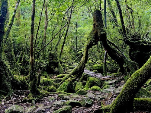  Yakushima Island location image photo