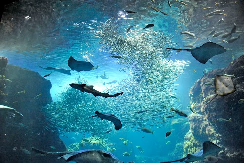  Enoshima Aquarium location image photo