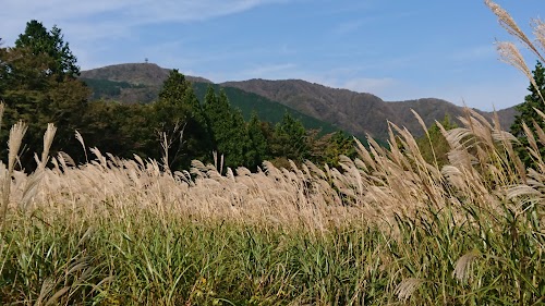 Sengokuhara Susuki Grass Fields