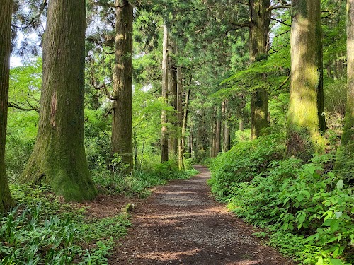 Old Tōkaidō Road Ancient Cedar Avenue - East End