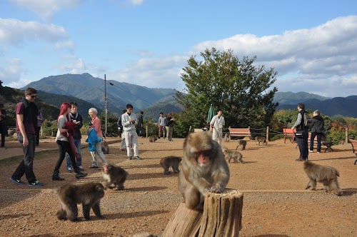 Arashiyama Monkey Park Iwatayama