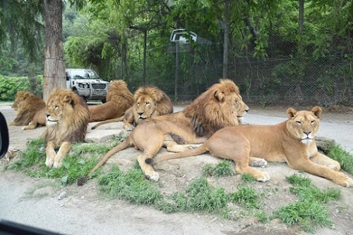  Gunma Safari Park location image photo