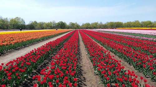 TainaiTulipFestival