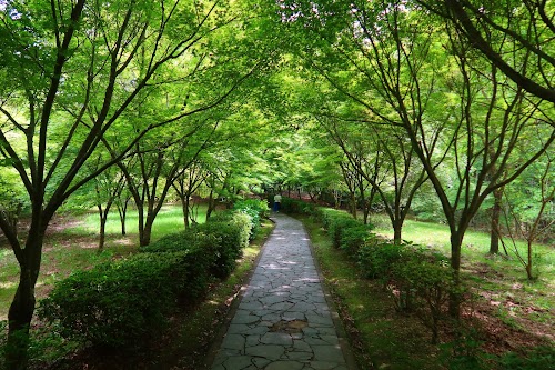  The Great Camphor Tree of Takeo (Takeo no Okusu) location image photo