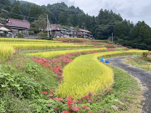  Eriyama Rice Terraces and Amaryllises location image photo