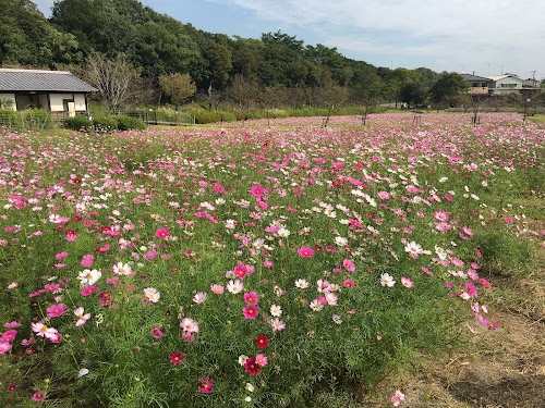  金立公園コスモス園 location image photo
