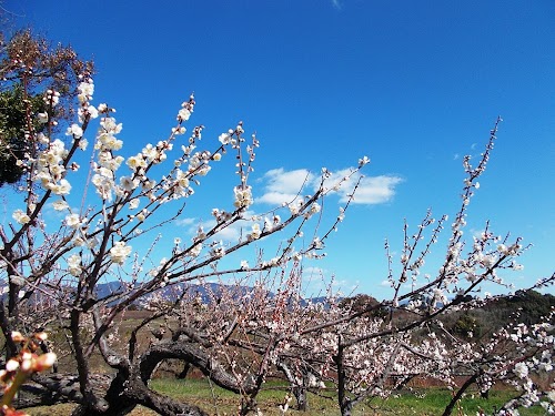 Ushinoo Plum Grove