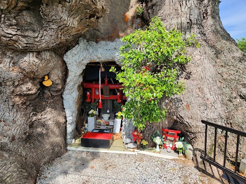  Giant Camphor Tree of Kawago Park location image photo