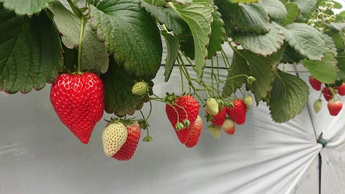 Chichibu Fruit Farm