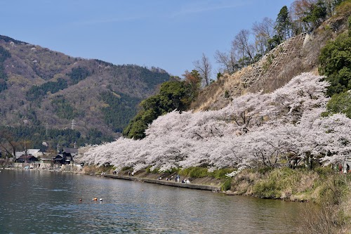  海津大崎の桜 location image photo