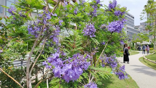 Jacaranda promenade