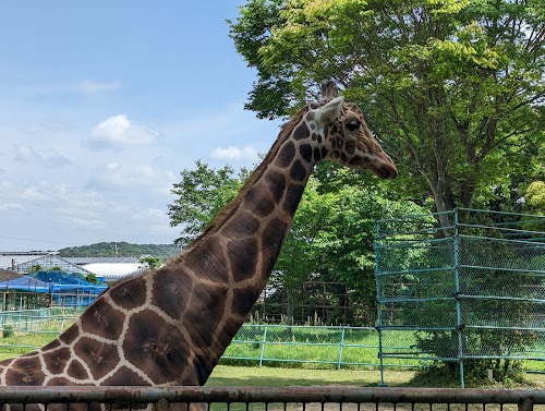 Hamazoo