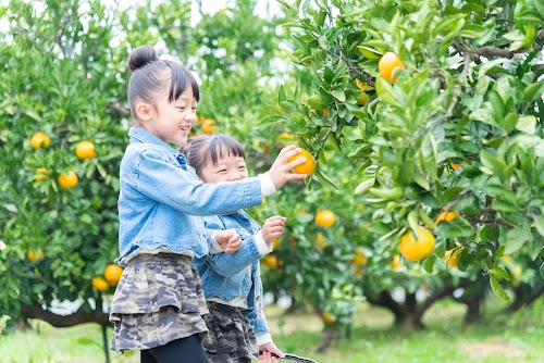 Hamamatsu Fruit Park Tokinosumika