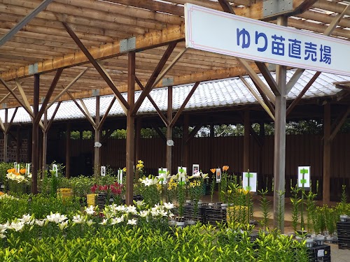 Kasui Yuri-no-sono Lilium Flower Garden