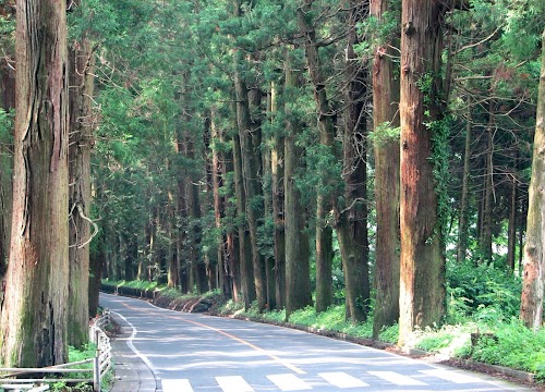 Cedar Avenue of Nikko