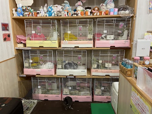 Rabbit Cafe mimi