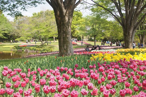 Showa Kinen Park
