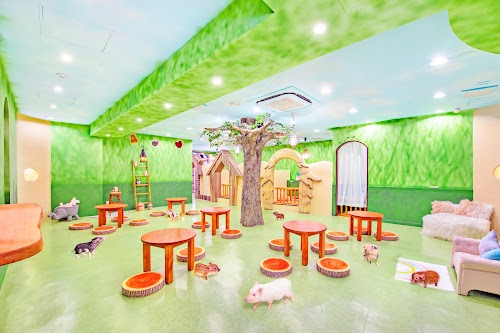 mipig cafe Harajuku