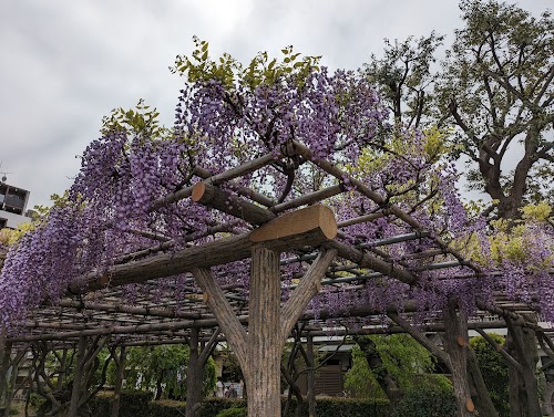 Kameido Tenjin Wisteria Frames