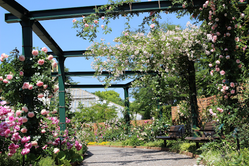 Shiki-no-kaori (scent of four seasons) Rose Garden