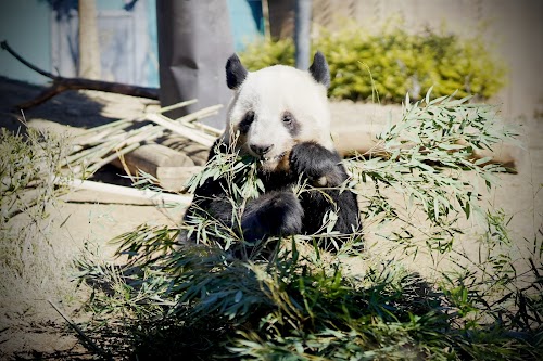  Ueno Zoological Gardens location image photo