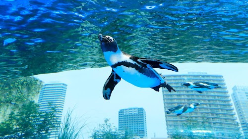  Sunshine Aquarium location image photo