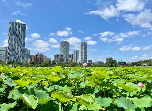 Shinobazuno Pond location image photo