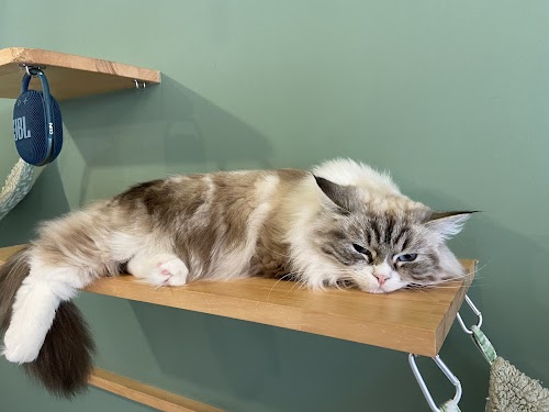 Capy Neko Cafe