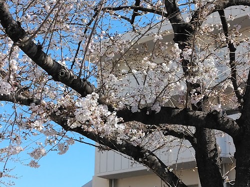Someiyoshino Sakura Memorial Park