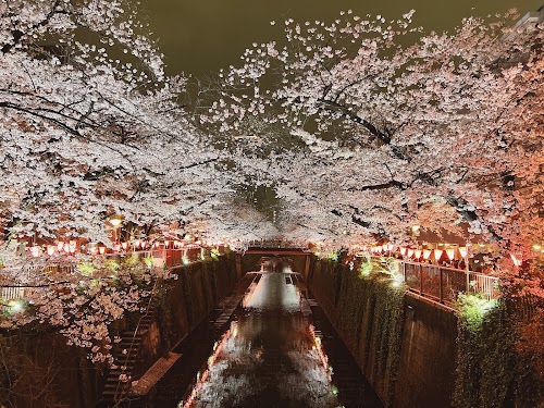 Meguro River Cherry Blossoms Promenade location image photo