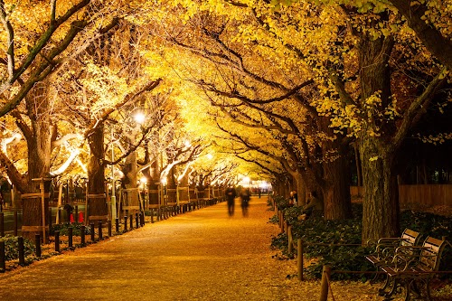 Meiji Jingu Gaien Gingko Avenue