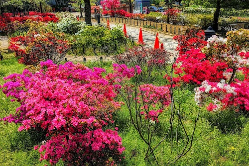 Heisei Tsutsuji Park